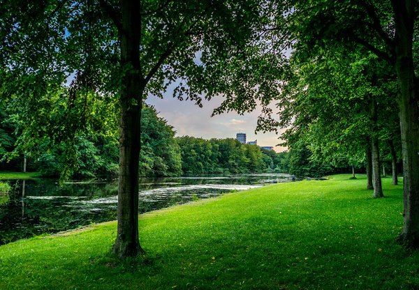 Den-Haag-Haagse-Bos-image-1.jpg